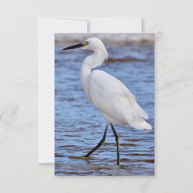 Egret at the beach note card (Front)