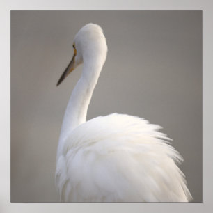 Egret Bird Poster