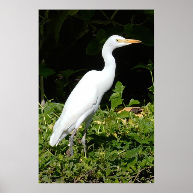 Egret Bird Poster (Front)