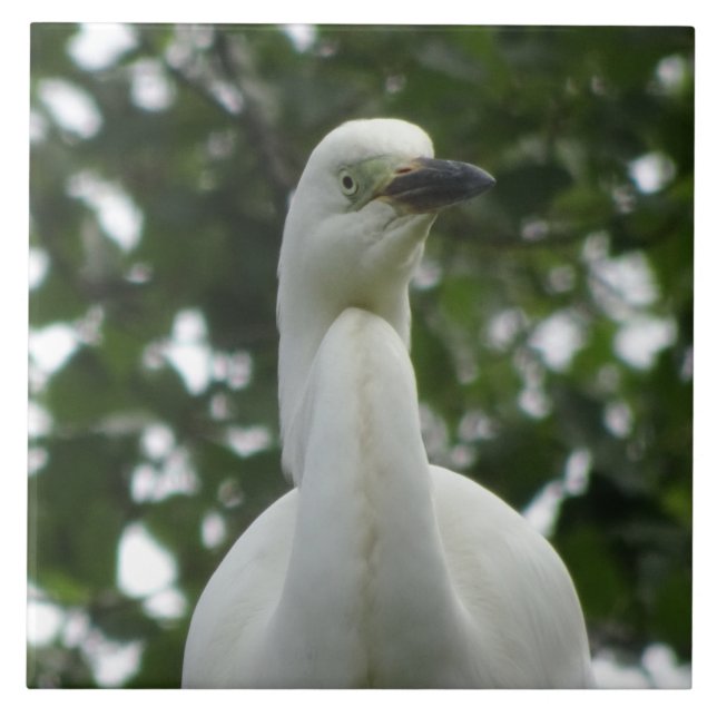 Egret Close Up Ceramic Tile (Front)