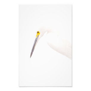 Egret headshot photo print
