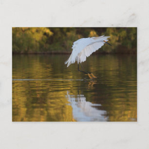 Egret in flight over Golden pond Postcard