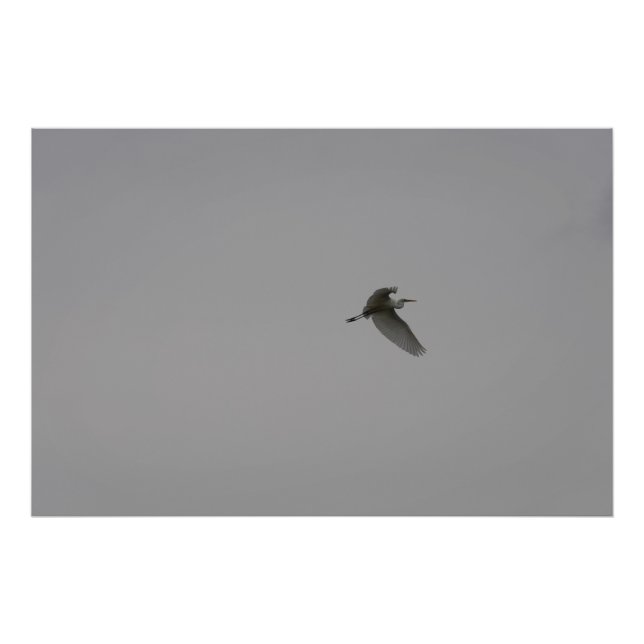 Egret In Flight Photo Print (Front)