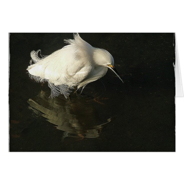 Egret in Lake Merritt, by Heidi Rand (Front Horizontal)