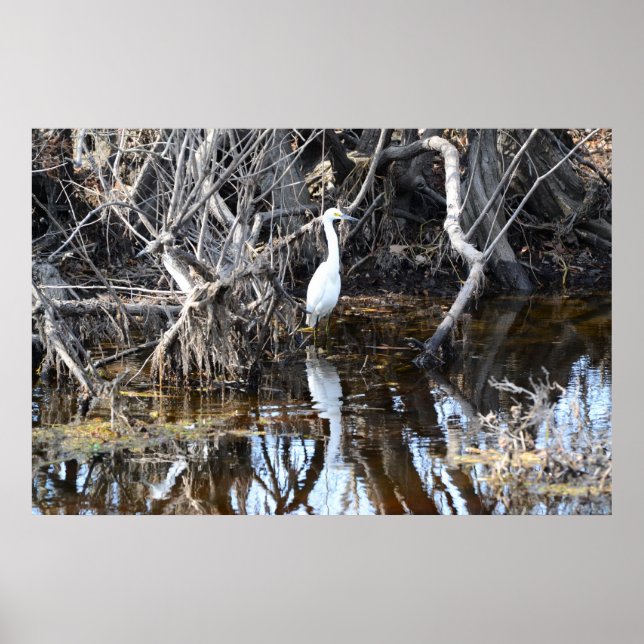Egret in Louisiana Bayou - Poster (Front)