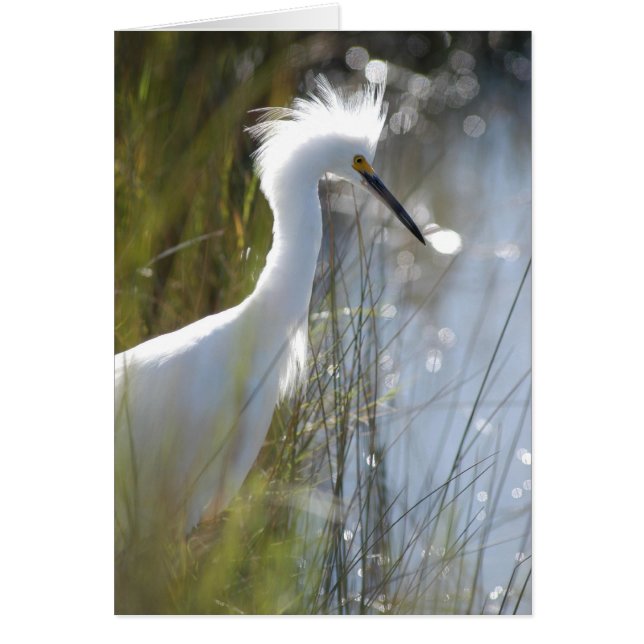 Egret neigeux (Devant)