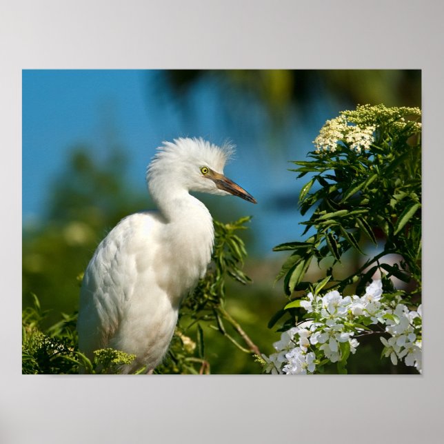 Egret neigeux avec fleurs Imprimer ou poster (Devant)