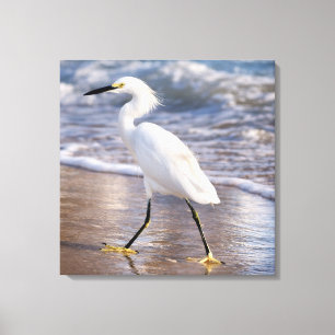 Egret on shoreline Canvas Print