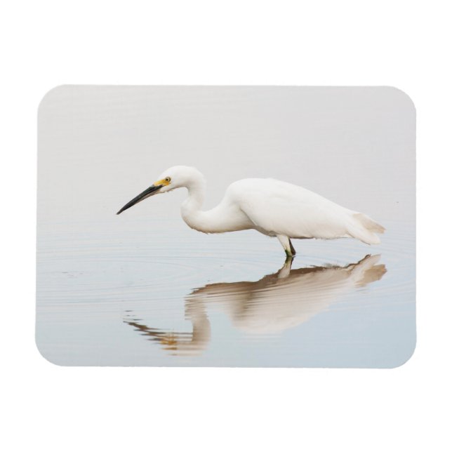 Egret on still pond magnet (Horizontal)