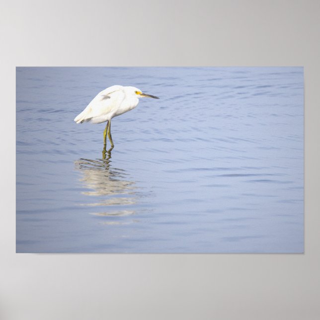 Egret Photo Poster  (Devant)
