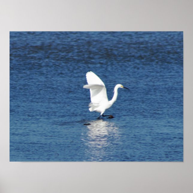 Egret Photo Poster (Front)