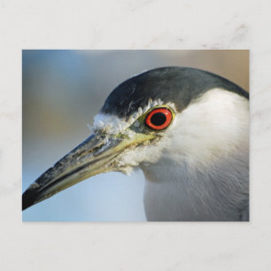 Egret Postcard