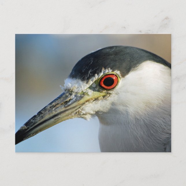 Egret Postcard (Front)