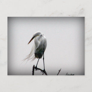 egret postcard