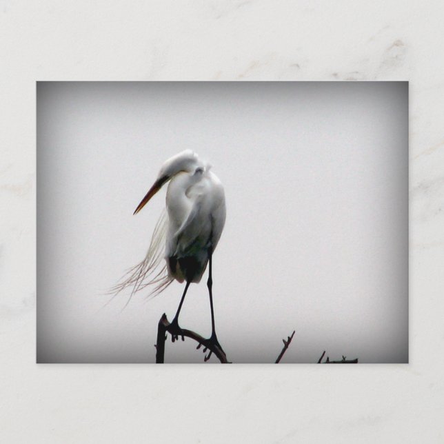 egret postcard (Front)