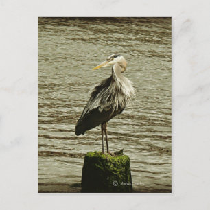 Egret Postcard
