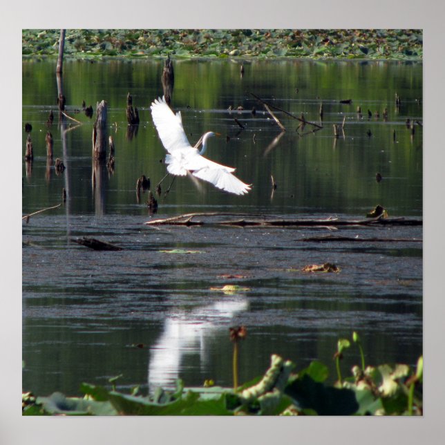 Egret Poster (Front)