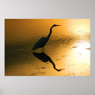 Egret Reflection at Sunset Poster