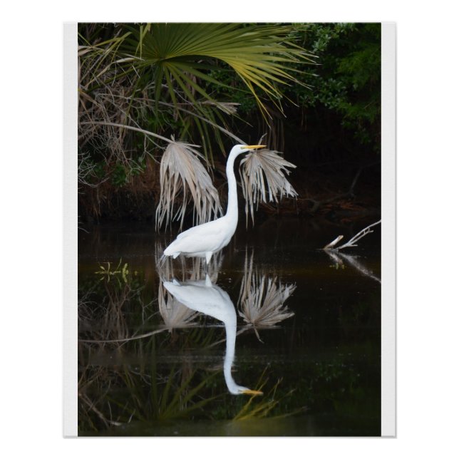 Egret & Reflection Photo Poster brillant (Devant)
