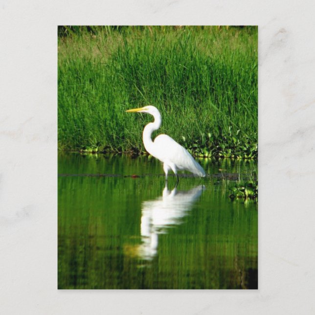 Egret, Rio Oscuro, Lago Izabal, Guatemala Postcard (Front)