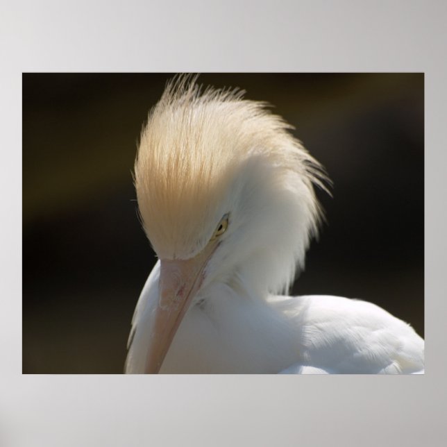 Egret vous regarde Poster (Devant)