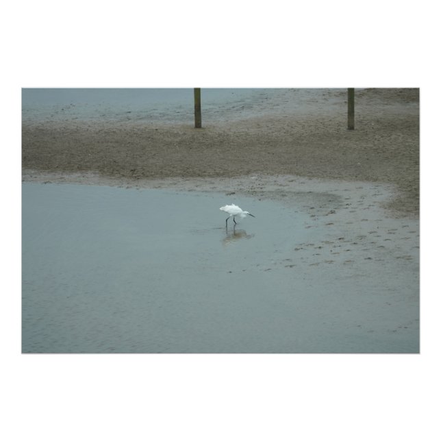 Egret Wading Photo Print (Front)