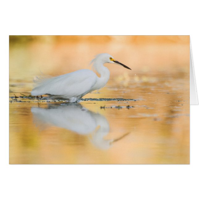 Egret when the sun is setting (Front Horizontal)
