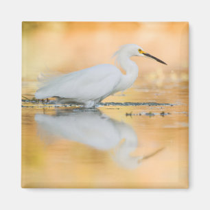 Egret when the sun is setting magnet
