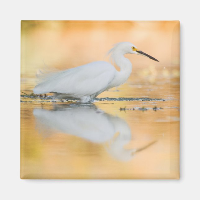 Egret when the sun is setting magnet (Front)