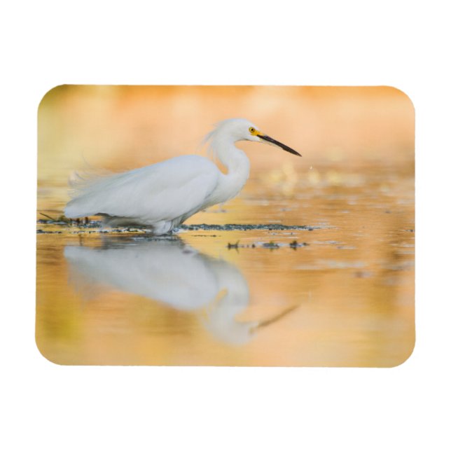 Egret When the Sun is Setting Magnet (Horizontal)