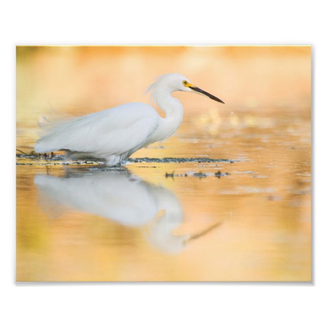 Egret when the sun is setting photo print (Front)