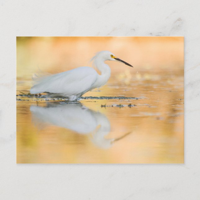 Egret when the sun is setting postcard (Front)
