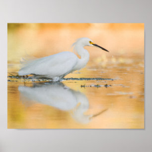 Egret when the Sun is Setting Poster