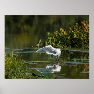 Egret Wing Exam Poster