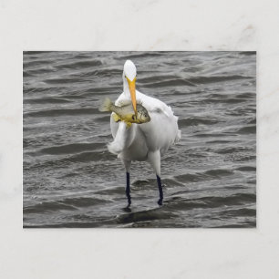 Egret With Lunch Postcard