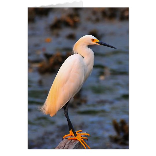Egretta thula card