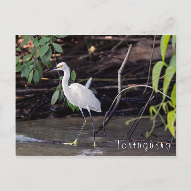 Egretta thula in Tortuguero - Costa Rica Postcard (Front)