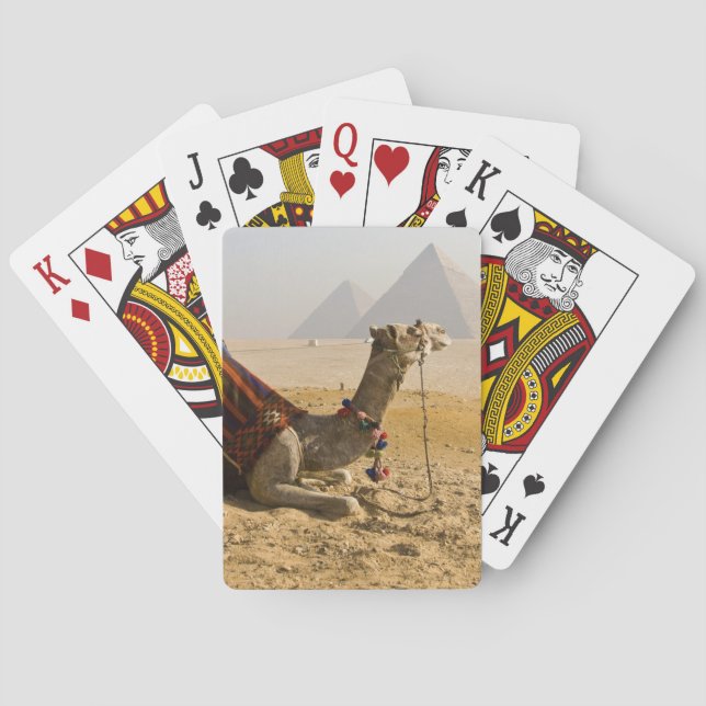 Egypt, Cairo. A lone camel Playing Cards (Back)