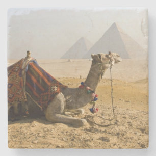 Egypt, Cairo. A lone camel Stone Coaster