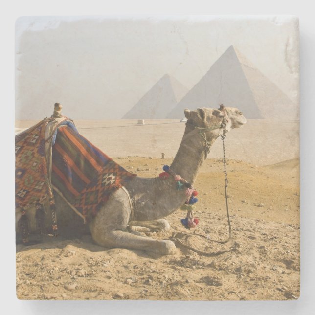 Egypt, Cairo. A lone camel Stone Coaster (Front)