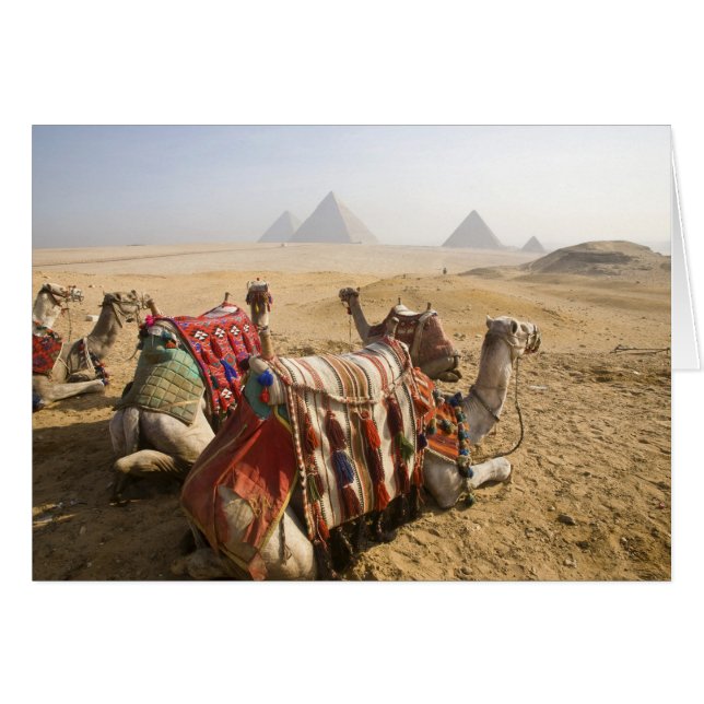 Egypt, Cairo. Resting camels (Front Horizontal)
