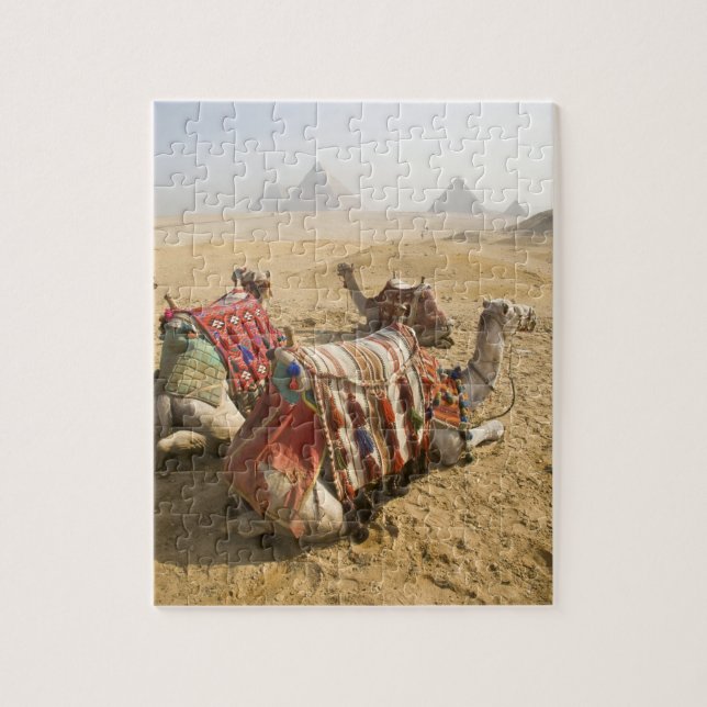 Egypt, Cairo. Resting camels Jigsaw Puzzle (Vertical)