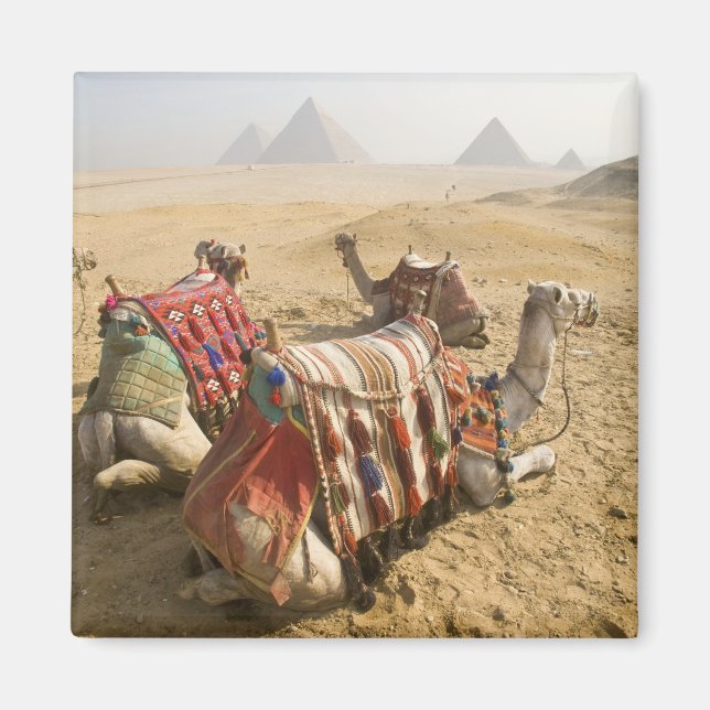 Egypt, Cairo. Resting camels Magnet (Front)