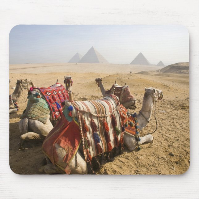 Egypt, Cairo. Resting camels Mouse Pad (Front)