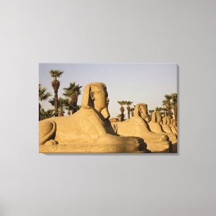 Egypt, Luxor. The Avenue of Sphinxes leads to Canvas Print
