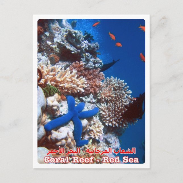 Egypt - Red Sea - Barrier Reef - Postcard (Front)