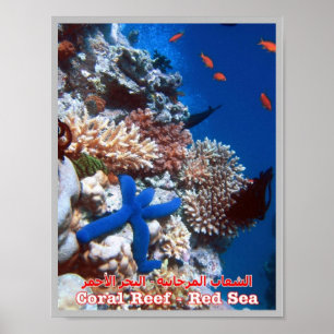 Egypt - Red Sea - Barrier Reef - Poster