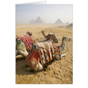 Égypte, Le Caire. Chameaux au repos