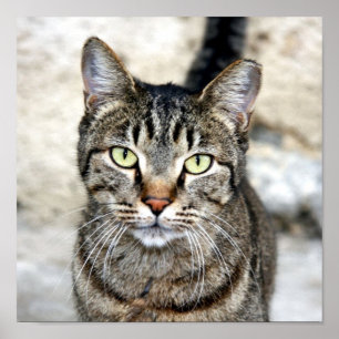 Egyptian Cat Poster