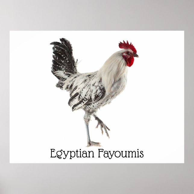 Egyptian Fayoumis Rooster Poster (Front)